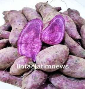 Ubi Cilembu, sebagai Makanan penunjang untuk Kesehatan