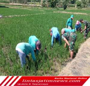 Perangi Gulma, Babinsa Koramil 0805/13 Kedunggalar Bantu Petani Menyiangi Tanaman Padi