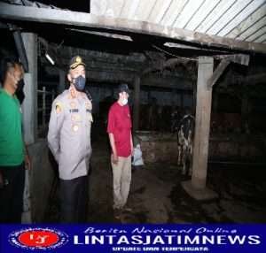 Kapolrestabes Surabaya   Serius Sikapi virus PMK dengan  Sidak RPH Kedurus Karangpilang