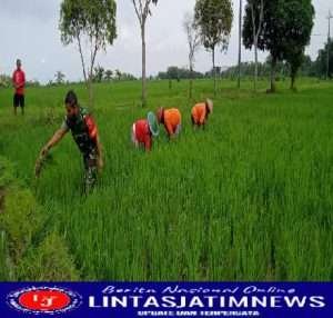 Tingkatkan Hasil panen, Babinsa Koramil 0805/07 Ngrambe Bantu petani Bersihkan Gulma di Persawahan