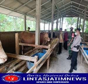 Kodim Sragen – Lima Ekor Sapi di Gilirejo Baru Terpapar Virus PMK