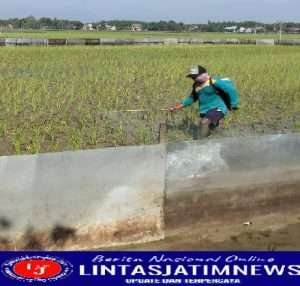 Petani Desa Kebomlati Resah Karena Hama Tikus