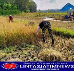 Babinsa Turun Kesawah Bantu Panen Padi Warga Binaan