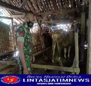 Koptu Vika Bersama Instansi Terkait Cek PMK Penyakit Mulut Dan Kuku Peternak Sapi Di Wilayah Sine