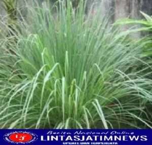 Manfaat Daun Sereh bagi Kesehatan Tubuh