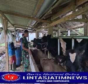 Momen Anggota Satgas TMMD ke 113 Belajar Ternak Sapi Perah