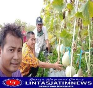 Asad Tsauri Petani Milenial Tuban Sukses Bertani Melon, Sekali Panen Omzet Rp 230 Juta