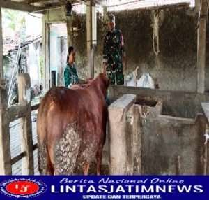 Antisipasi (PMK), Anggota Koramil Ngrambe Pantau Ternak Sapi Di Wilayah Binaan