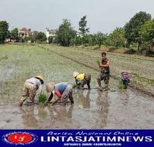 Tingkatkan Ketahanan Pangan, Babinsa Koramil 01/Laweyan Dampingi Petani Tanam Padi