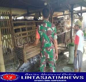 Antisipasi Penyakit Mulut Dan Kaki (PMK),Babinsa Posramil Pitu Pantau Hewan Ternak Sapi