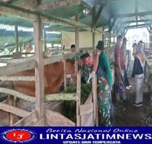 Cegah Penularan Virus PMK, Babinsa Koramil 0801/01 Pacitan Cek Ternak Sapi