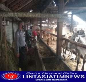 Ingatkan PMK Babinsa Dan Babinkamtibmas Gencar Patroli ke Peternak Binaan