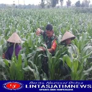 Babinsa Motivasi Petani  Dengan Bantu Panen Jagung