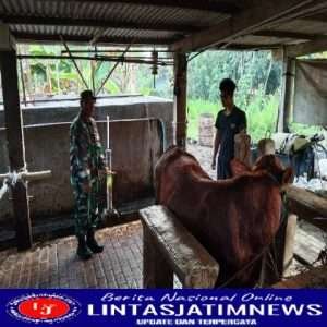 Cegah Penyebaran PMK, Anggota Koramil Ngrambe Pantau Ternak Sapi Warga Binaan