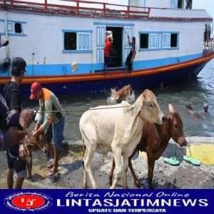 Ditpolairud Polda Jatim Lakukan Pengawasan Peredaran Hewan Ternak Melalui Dermaga