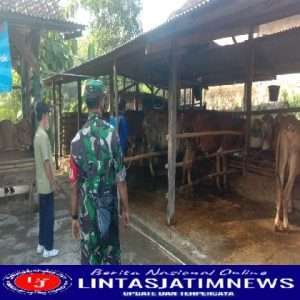 Semprot Disinfektan Kandang Sapi, Cegah Penyebaran PMK