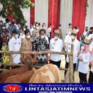 Jelang Idul Adha, Pemkab Lamongan Pastikan Hewan Qurban Aman PMK