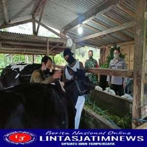 Antisipasi PMK, Babinsa Sumberbening Bersama Petugas Peternakan Periksa Kesehatan Hewan Ternak