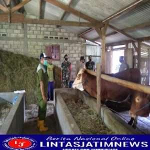 Cegah PMK, Babinsa dampingi Sosialisasi Terkait Vaksinasi Hewan Ternak