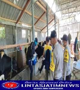Bersama Vaksinator, Polres Batu Terjunkan Bhabinkamtibmas Gelar Vaksinasi Hewan Ternak