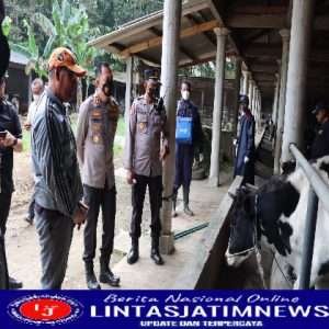 Polres Malang Kawal Percepatan Vaksinasi PMK, 12.319 Ekor Ternak Sudah Tervaksin