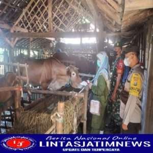 Bersama Dinas Peternakan, Babinsa Kasreman aktif pendampingan vaksin PMK dan Sosialisasi Terkait Vaksinasi Hewan