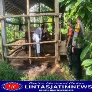 Antispasi PMK  Babinsa Koramil 0806/10 Pule Dampingi Dinas Peternakan Berikan Suntikan Vaksin Hewan Ternak