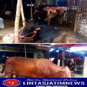 Menjelang Hari Raya Idul Adha 2022 Penjual Hewan Kurban Mengaku Masih Sepi