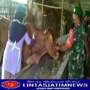 Serda Danang Aktif Lakukan Pendampingan Vaksinasi Pada Hewan Ternak