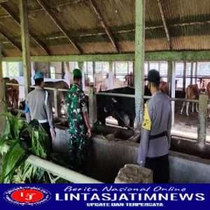Jelang ldul Adha, Babinsa dan Bhabinkamtibmas Cek Kesehatan Hewan Ternak Sapi Cegah Wabah PMK