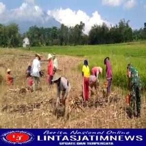 Jaga Stok Pangan,Babinsa Koramil Ngrambe Bantu Warga Tanam Jagung
