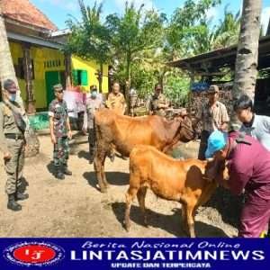 Cegah Penyebaran Virus PMK di Jember, TNI Polri Optimalkan Peran Bhabinkamtibmas dan Babinsa
