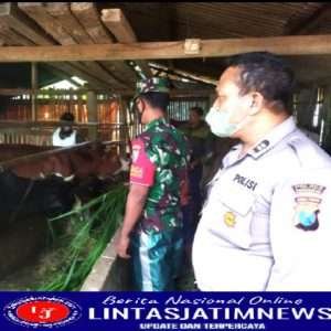 Cegah PMK, Babinsa Koramil 0806/13 Dongko Aktif Lakukan Pengecekan Kesehatan Hewan Ternak