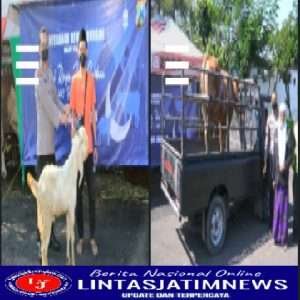 Hari Raya Idul Adha 1443 H, Polrestabes Surabaya Salurkan 19 Ekor Sapi dan 73 Kambing ke Yayasan serta Pengurus Masjid