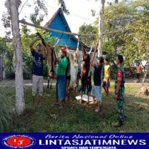 Babinsa  Koramil 04 Padas Dampingi Penyembelihan Hewan Qurban