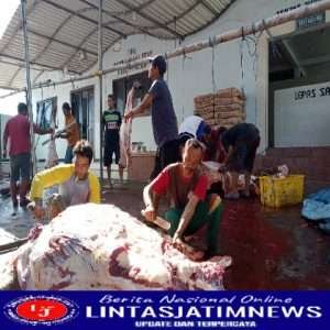 Semarak Kurban di Kampung Nelayan Paciran Lamongan