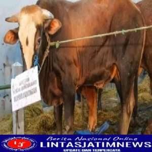 Idul Adha 1443 H, Bupati Lamongan Serahkan 8 Ekor Sapi Kurban