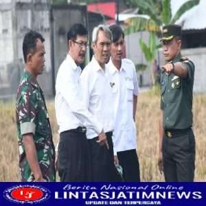 Korem 081/DSJ Kembangkan Padi Jenis Japonica dari Jepang