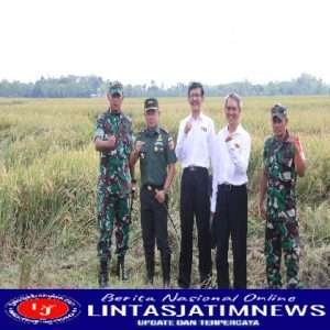 Guna Meningkatkan Ketahanan Pangan, Kodim 0805/Ngawi Melakukan Pemberdayaan Padi dan Jagung