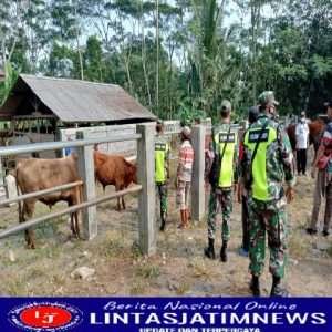 Terus Cegah PMK, Babinsa Koramil 0801/10 Punung Lakukan Pengecekan Hewan Ternak