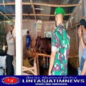 Babinsa Kwadungan aktif dalam pendampingan vaksin PMK dan Sosialisasi Terkait Vaksinasi Hewan Ternak