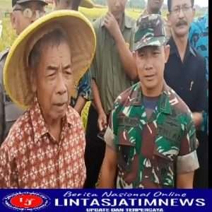 Panen Perdana Padi Japonica, Petani di Trenggalek Puas dengan Hasilnya
