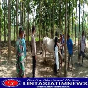 Cegah PMK Ini yang Dilakukan Petugas Gabungan Polres Bojonegoro