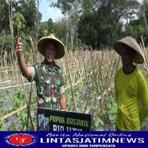 Danrem 081/DSJ Kolonel Deni Ubah Lahan Tidur Ini Menjadi Demplot-Demplot Pertanian