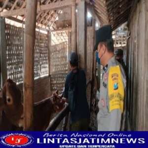 Polres Ngawi Bersama Dinas Perikanan dan Peternakan Gelar Vaksinasi Hewan Ternak Cegah PMK