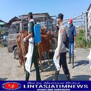 Cegah PMK Polres Sampang Bersama Pukeswan Periksa Hewan Ternak