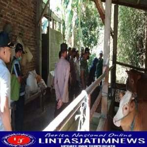 Cegah PMK, Babinsa Koramil 0806/05 Kampak Bersama Tim Gabungan Periksa Ternak Sapi Warga