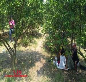 Serunya Makan Jeruk Sepuasnya di Kebun Desa Pengalangan