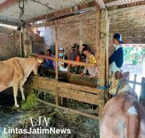 Cegah Penyebaran PMK, Babinsa Koramil 0806/12 Munjungan Lakukan Pengecekan Kesehatan Hewan Ternak