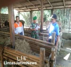 Babinsa Koramil Kwadungan Aktif Lakukan Pengecekan Hewan Ternak Di Wilayah Binaannya